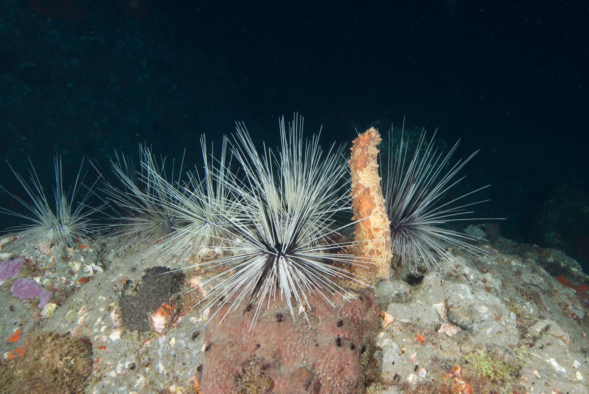 That #AwkwardMoment when you're trying to convince family members that you ARE related to them. 📷 While sea cucumbers and urchins may not look like they are related, they are all members of the #Echindoderm family. #AwkwardMomentsDay