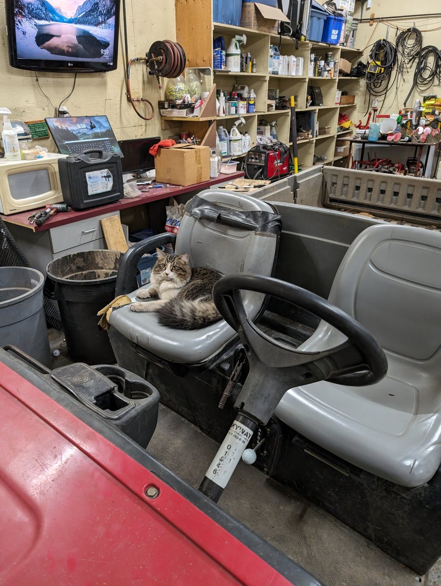 Gary is new to the <a href="/CatsOfTurf/">Cats of Turf</a> life. I think he is settling in very well.