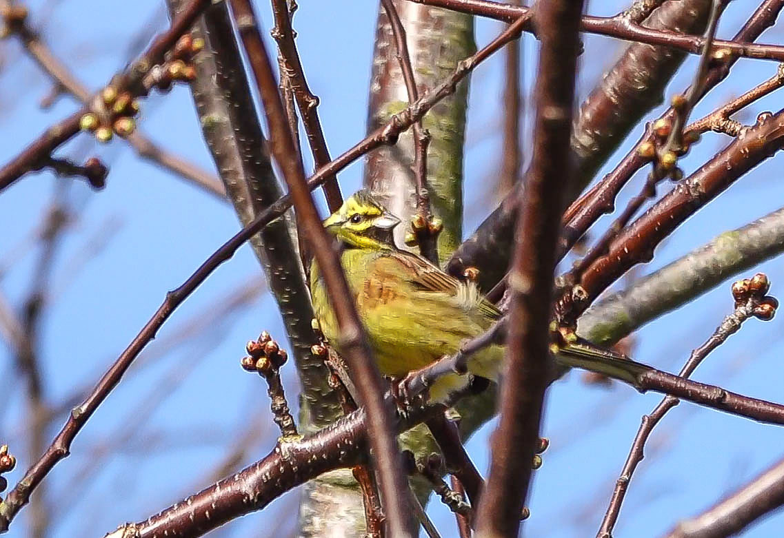 Male Cirl Bunting in the village this lunchtime - first time I've ever seen one! B.Castle North, Teesdale @teesbirds1 @DurhamBirdClub @Natures_Voice #TwitterNatureCommunity