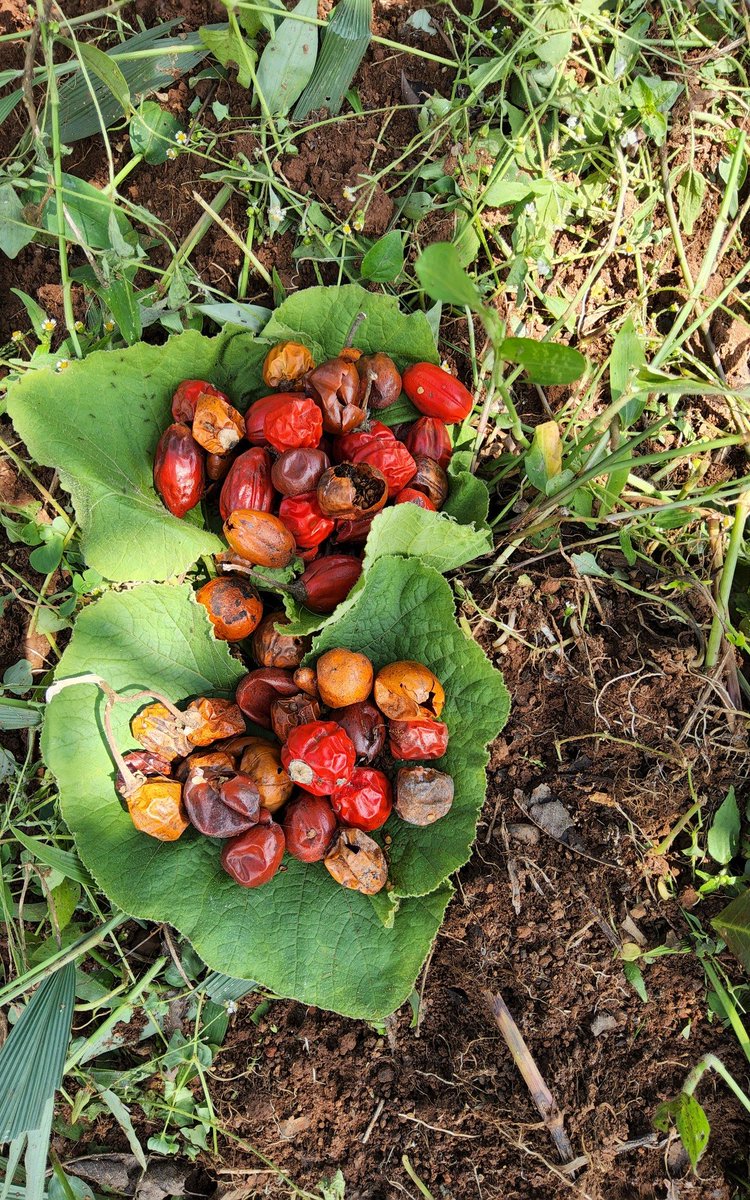 A solanum species (Ntula) retrieved from the National Genebank to be regenerated in the Entebbe Botanic Gardens. This was due to low viability (<85%) or low quality of seed and the sample was recommended for regeneration. pgrc.go.ug #pgrc #plantgenetic #research2024