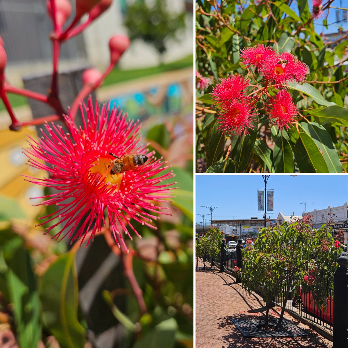 Is the Red-flowering Gum (Corymbia ficifolia) worthy of #eucalyptoftheyear ?! These King William St. beauties are out front of Community Bank Bayswater. Vote today for the 2024 Eucalypt of the Year! @EucalyptAus  eucalyptaustralia.org.au/eucalypt-of-th… #treecanopy #urbangreenery