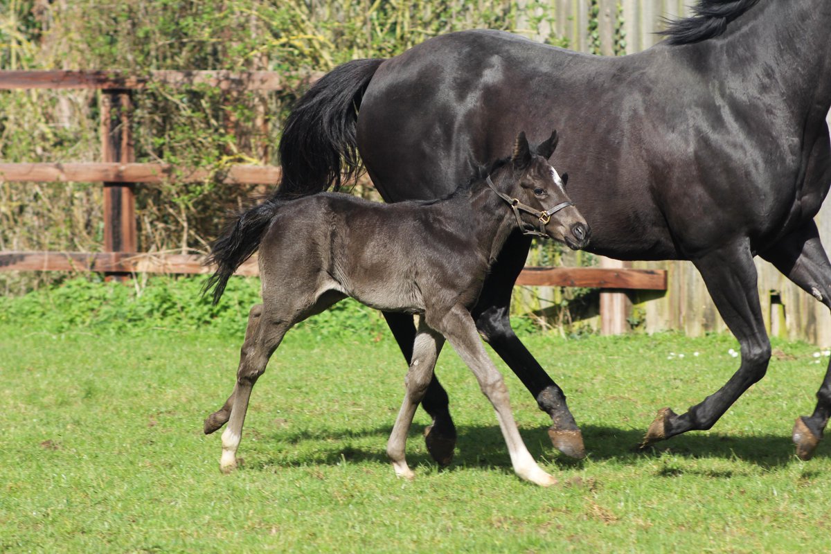 The second crop of Lope Y Fernandez foals have the exact same class as the first crop! 🏇

The sire's first foals fetched up to 100,000Gns in the sales ring 💰

#LYF #Secondfoals #class #racehorse #athlete #strength #LopeYFernandez #Foals #thoroughbred #young #futurechampion