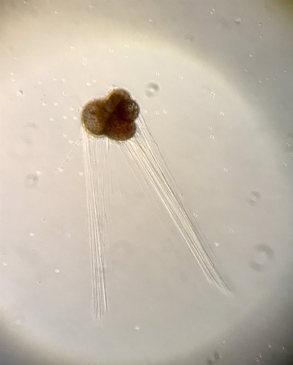 After a few days, our forams are doing well in the incubator @cerege_officiel, thanks to the support of @ChalkyOceans @TdeGaridel @Raphael_Morard and co.!