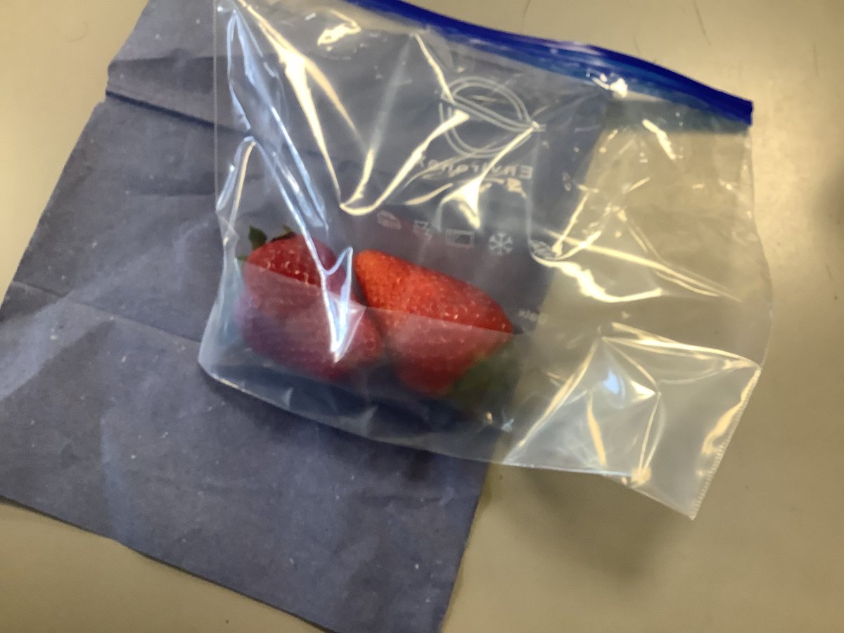 NewMillJrSchool's tweet photo. A big thank you to Dr Hazel Girvan, Senior Lecturer in cell Biology/Biochemistry from the Department of Biological &amp; Geographical Sciences @HuddersfieldUni. Year 6 pupils have now learned how to extract DNA from a strawberry. #NMJSSCIENCE #CoolScience #Stem https://t.co/mH39jyQVAj