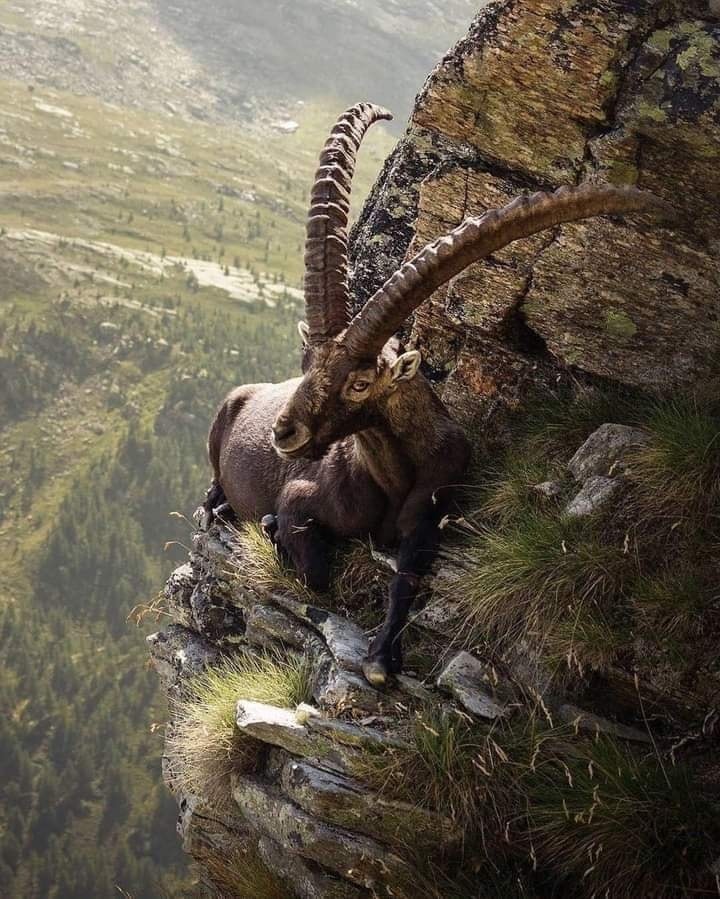 An alpine ibex relaxing on the edge of a cliff. photography by @vitto.morto