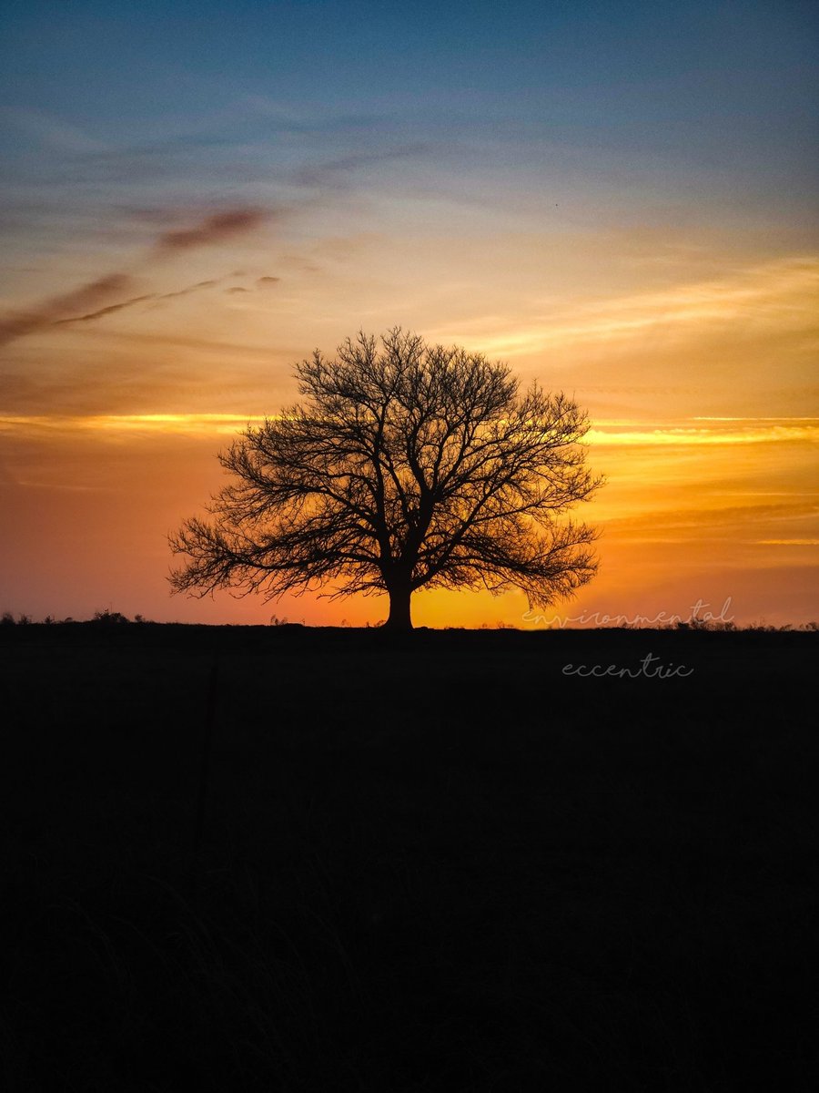 I drive by this tree on the hill all the time, and though I’ve always looked at it, I’ve never stopped to take the photo. But the sunrise was enough to make me do it this time…  #Nature #Photography #Oak #Sunrise