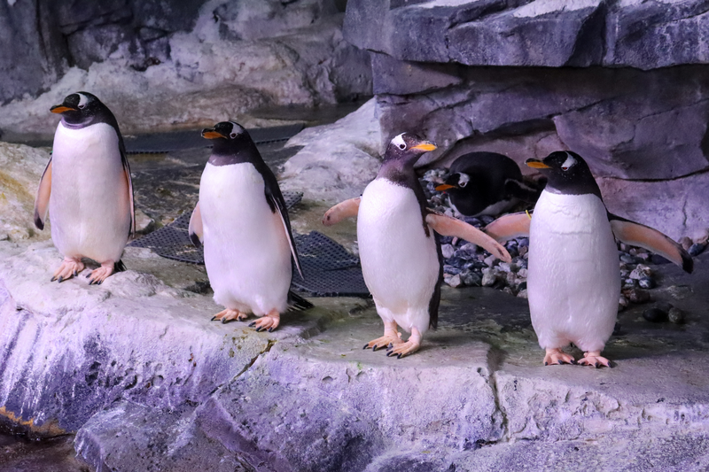 Happy Hour is back – and all of our penguins can't wait for you to visit! 🐧 Join us every weekday after 3 p.m. for discounted tickets – AND receive a $5 drink voucher with each ticket purchased. Plan your visit today! – wondersofwildlife.org/offers