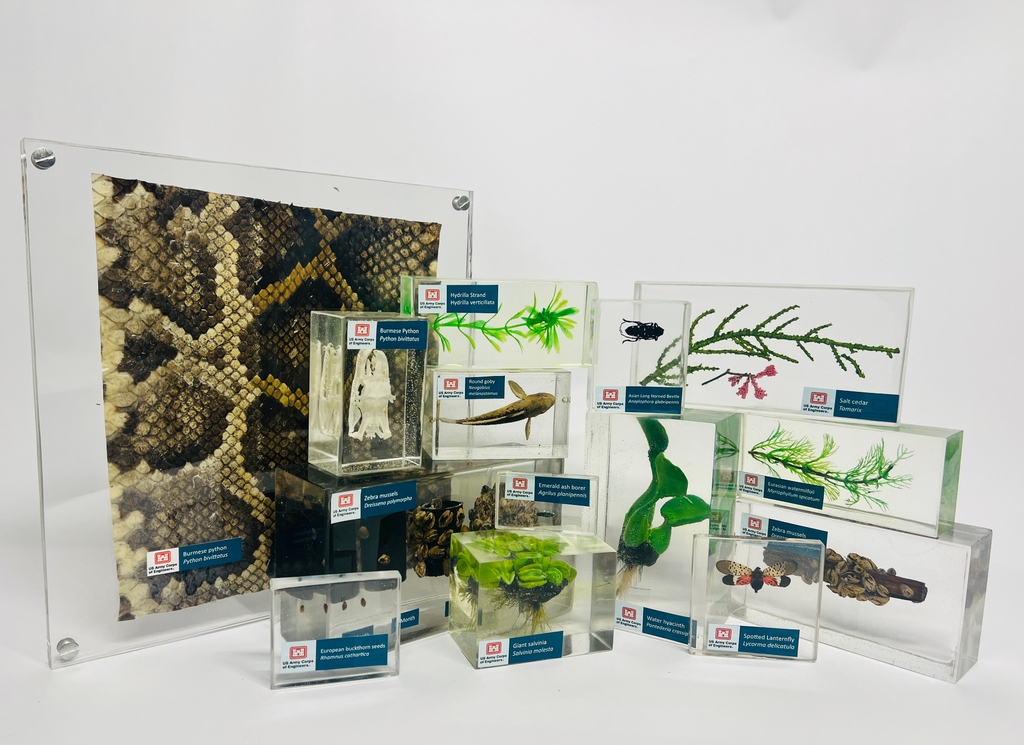 Mission accomplished! Proud to unveil our collab with <a href="/USACEHQ/">USACE HQ</a>. These products represent teamwork, innovation, and eco-edu. Joining the Invasive Species Traveling Trunk, they'll tour the US, featuring real samples and 3D prints. A journey of artistry and dedication.