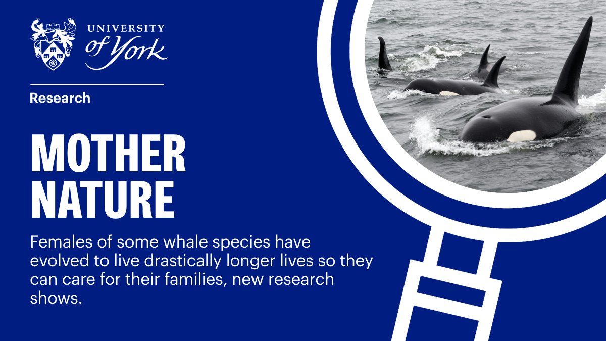 🐋 Menopause is an evolutionary mystery, but a new study on Orca whales is changing that. Researchers including @DanFranksRsrch from @BiologyatYork found whale species experiencing menopause live around 40 years longer than those which don't: bit.ly/3TCbtqz #YorkResearch