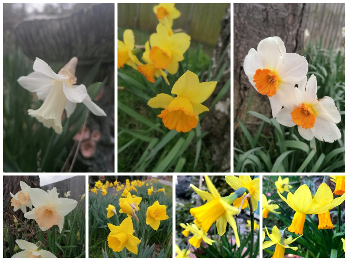 Lots of lovely daffodils in flower #gardening #ukgardens #gardeningmakesmehappy