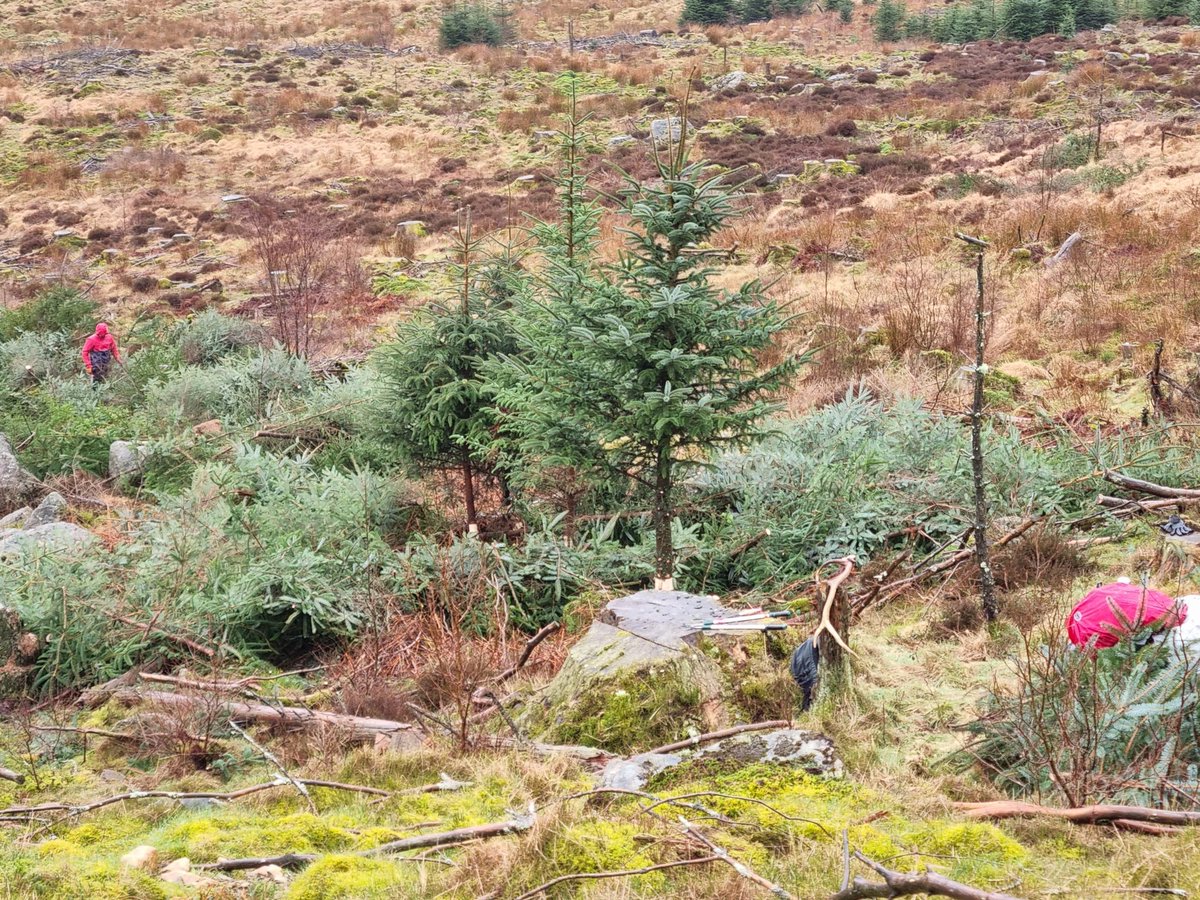 Tree tube removal & maintenance, aspen & hawthorn planting, non-native removal & bat chat. Another brill weekend residential. Sign up to the newsletter for info on the next one. @JohnMuirTrust @UBoCarbon @comsdivforestry @EnvLeeds mailchi.mp/1dd189bd3314/r…