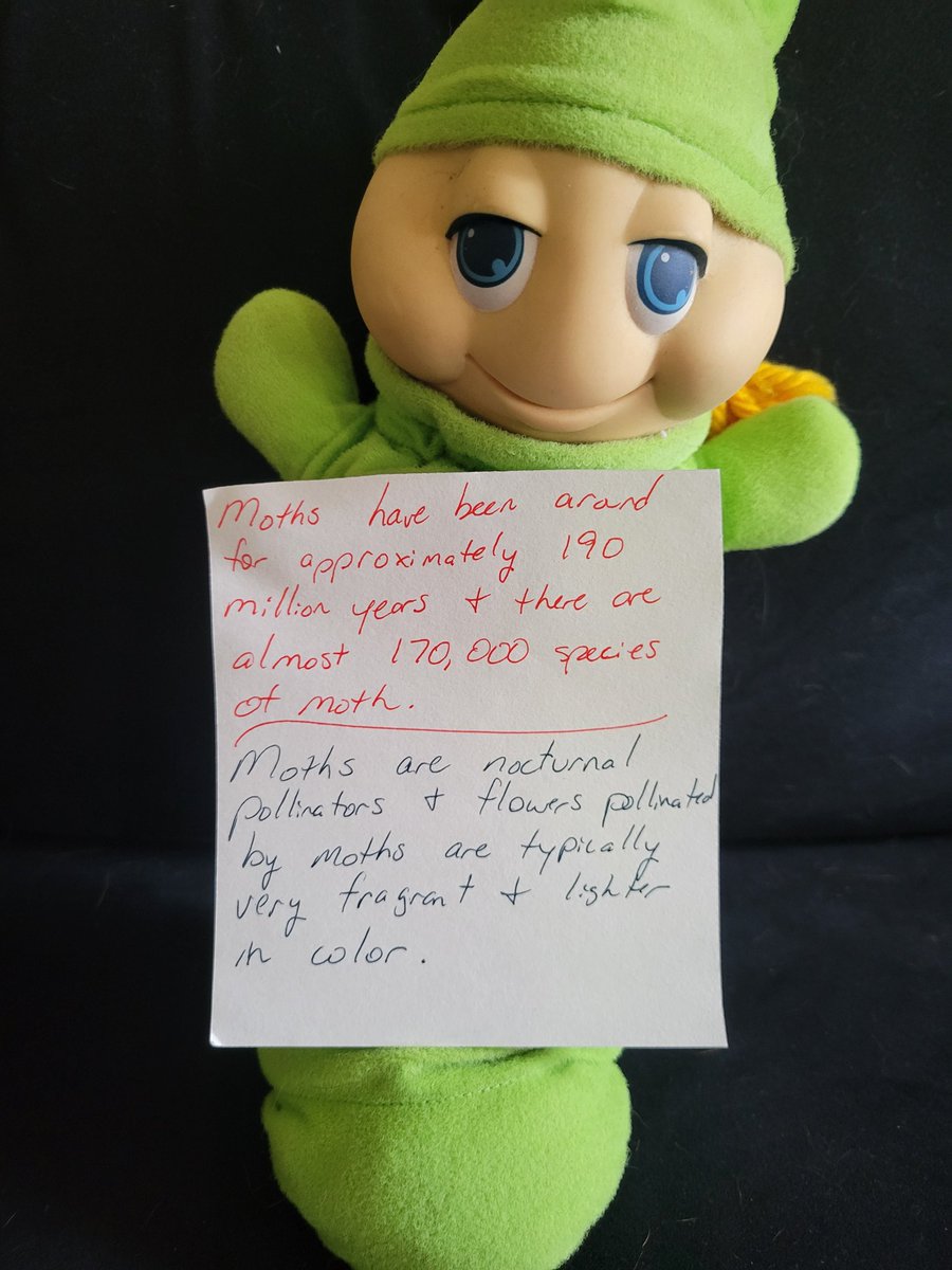 ComicsClimate's tweet image. Comic #163 #ComicsForClimate #GlowLittleGlowworm #Glimmer #moth #pollination #insects #insectextinction #NatureIsCool #pollinators #climate #climatechange #comic