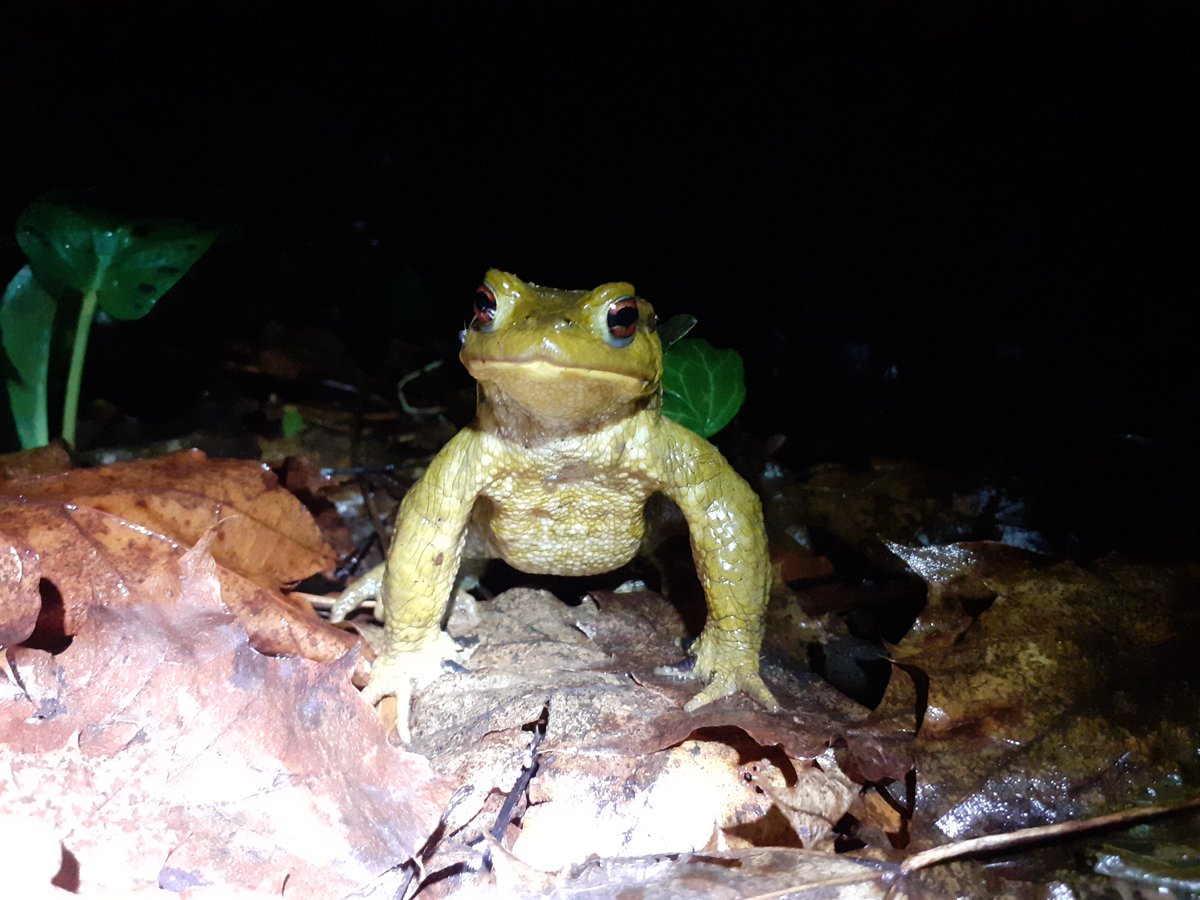 Another one bites the dust😭 Spined toads 🐸are disappearing rapidly from agricultural habitats, but not from preserved sites doi.org/10.1007/s00114… @CEBC_ChizeLab @UnivLaRochelle @CNRSecologie