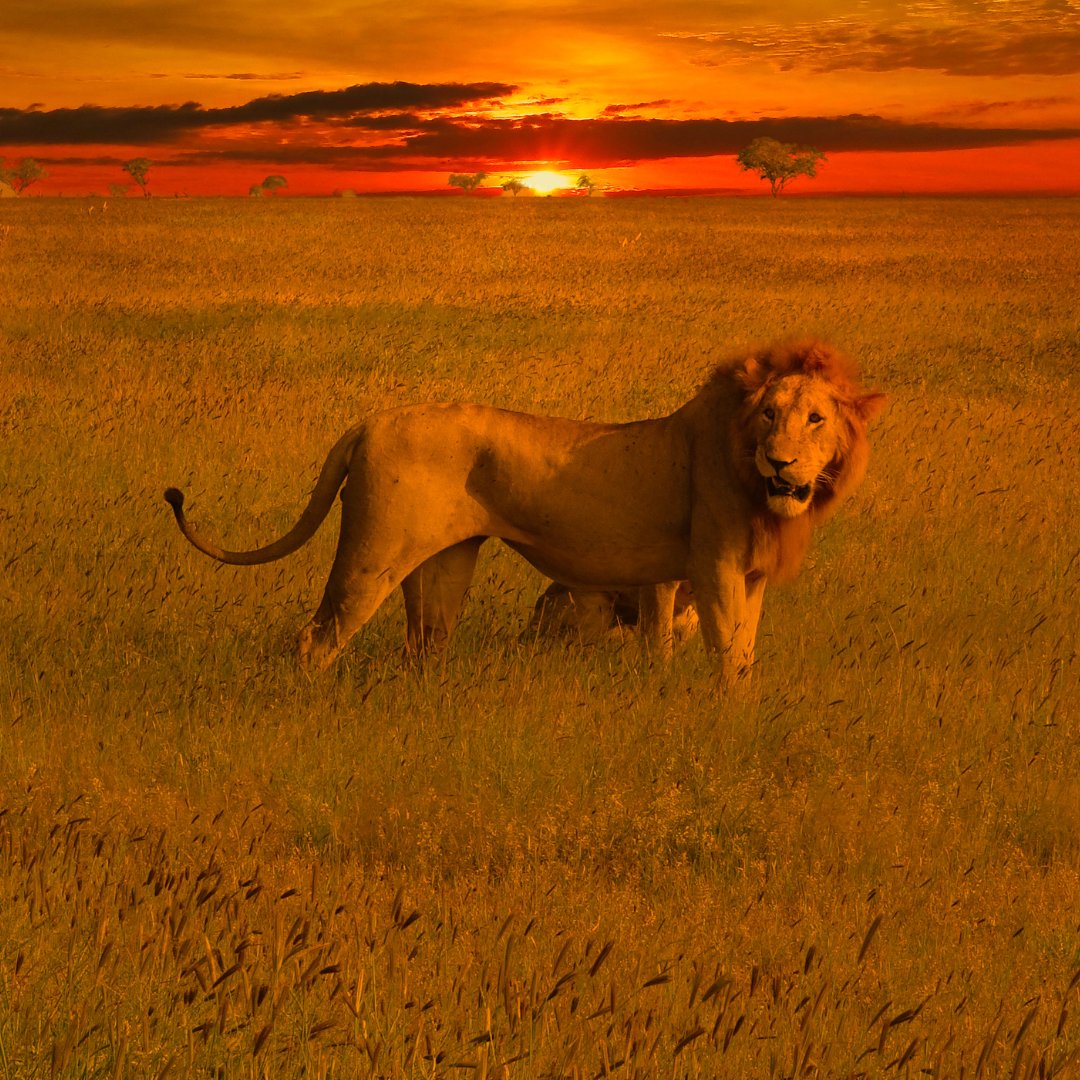 woni_safaris's tweet image. Monday evenings are for lion sightings and savannah sunsets! 🌄🦁 Join us in admiring the grace and power of Africa's iconic king against the canvas of the African sky. #SavannahBeauty #Wildlife #MondayMotivation #SavannahSunset #LionPride #TembeaKenya #MagicalKenya