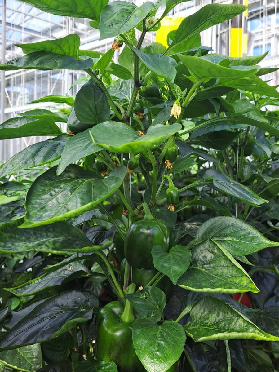 Belichtingsproef paprika. Afgelopen week zijn er 6,5 vruchten per m2 gezet, en is er 0,95 kg per m2 geoogst. De plantbelasting is nu 39 vruchten per m2. Na 16 oogstweken is de productie 13,5 kg per m2. Dat is 1 kg per m2 meer dan in het beste jaar tot nu toe. We zijn dus tevreden