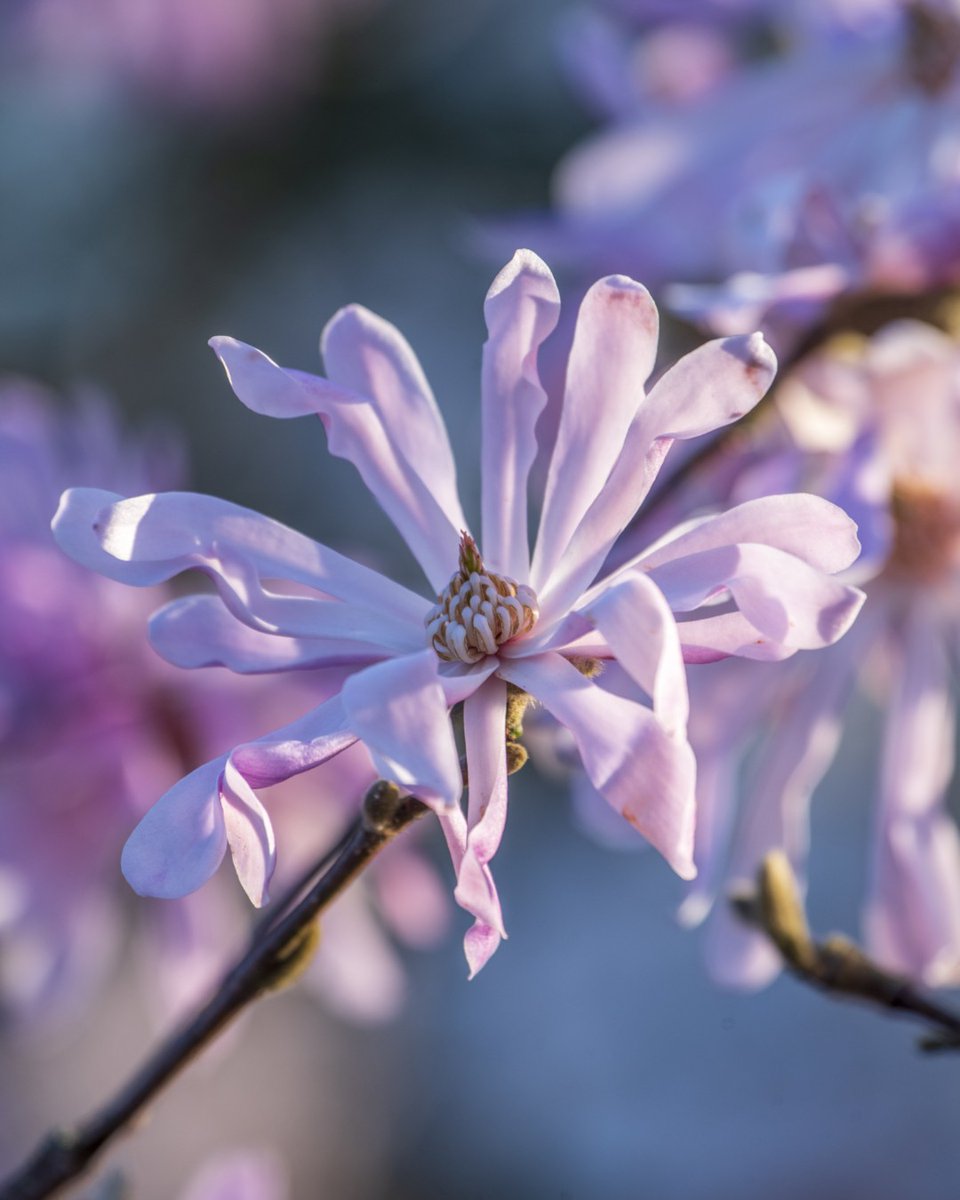 Magnolia is blooming all over the Gardens, and we can't get enough 🤍 Let's see your photos 👇