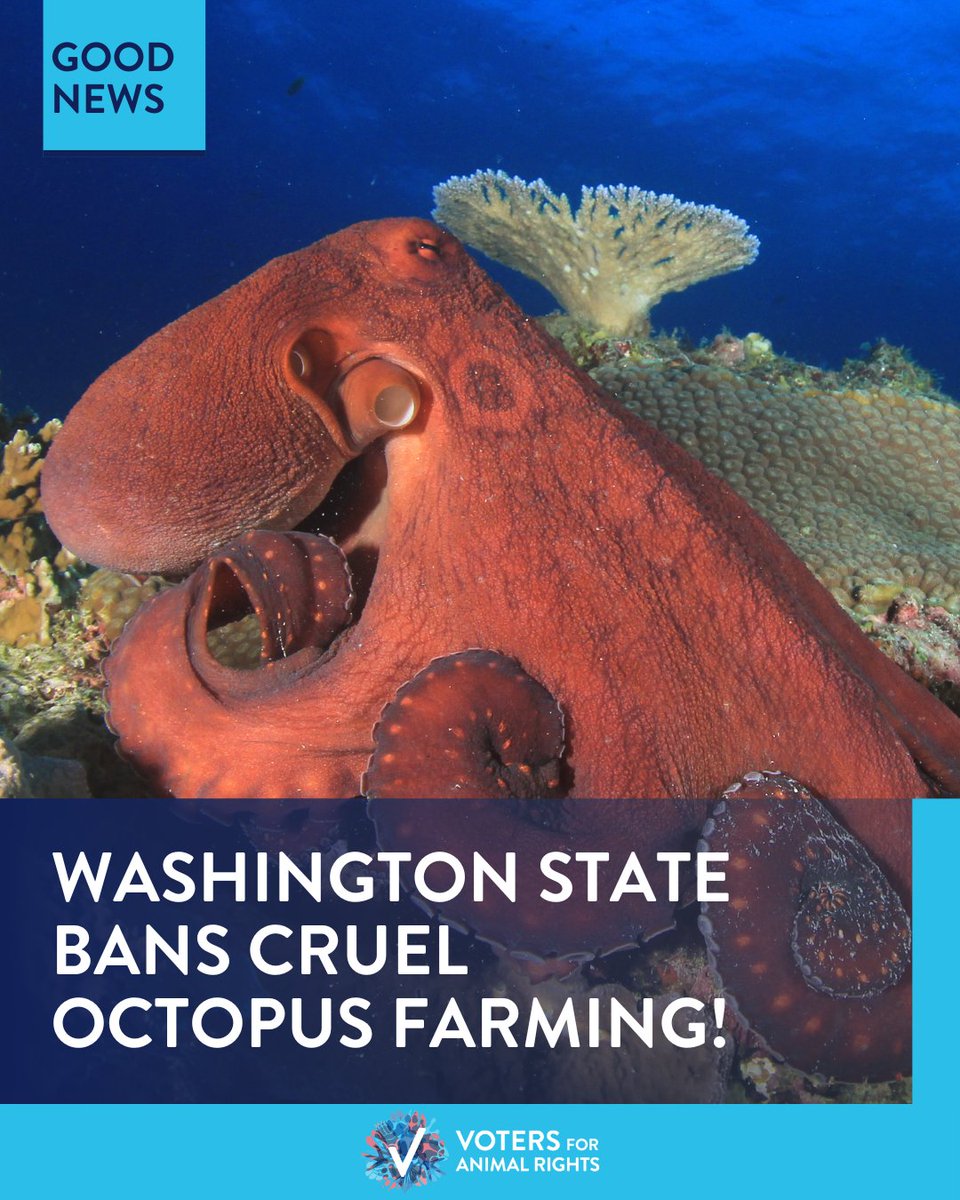 HUGE news! 🐙🎉 Governor Jay Inslee of Washington State signed a bill into law banning the factory farming of octopuses! An incredible congratulations to all of our friends and local activists who worked on this monumental legislation! 👏