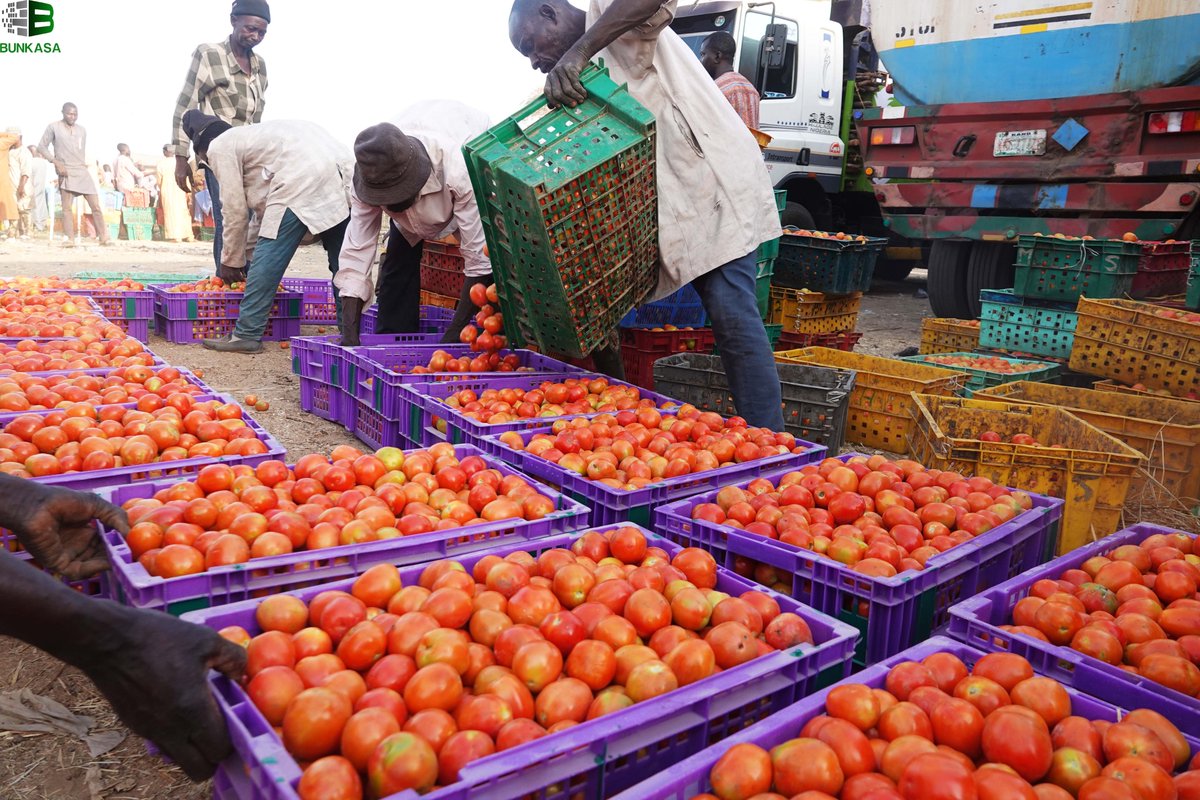 bunkasangr's tweet image. #ExcitingProgress: Kwanar Gafan Market Farmers/Traders in Kano Embrace Returnable Plastic Crates (RPCs) for Tomato Logistics!

#RethinkingFoodMarkets #TransformingAgriFoodSystems

@IITA_CGIAR @IFPRI @CGIAR @HortInnovLab @FeedtheFuture @UKaid @USAID @refed
@MastercardFdn