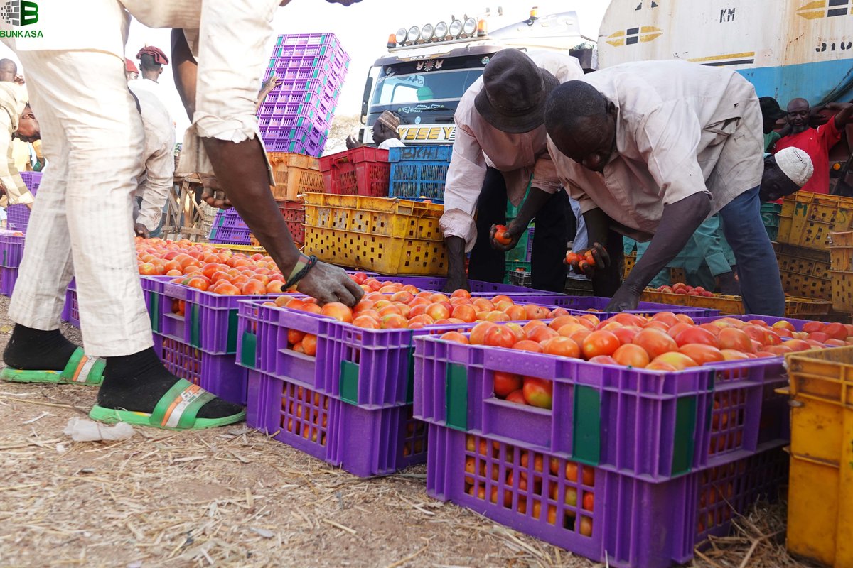 bunkasangr's tweet image. #ExcitingProgress: Kwanar Gafan Market Farmers/Traders in Kano Embrace Returnable Plastic Crates (RPCs) for Tomato Logistics!

#RethinkingFoodMarkets #TransformingAgriFoodSystems

@IITA_CGIAR @IFPRI @CGIAR @HortInnovLab @FeedtheFuture @UKaid @USAID @refed
@MastercardFdn