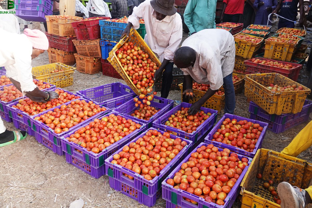 bunkasangr's tweet image. #ExcitingProgress: Kwanar Gafan Market Farmers/Traders in Kano Embrace Returnable Plastic Crates (RPCs) for Tomato Logistics!

#RethinkingFoodMarkets #TransformingAgriFoodSystems

@IITA_CGIAR @IFPRI @CGIAR @HortInnovLab @FeedtheFuture @UKaid @USAID @refed
@MastercardFdn