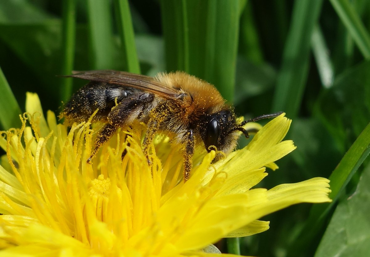 Innovative programme will provide reliable data & tools to enable firms to integrate nature into financial decision-making, thus mobilising investment in biodiversity. Partners incl. @UK_CEH have set up network of 250 organisations. Funded by @NERCscience ceh.ac.uk/news-and-media…