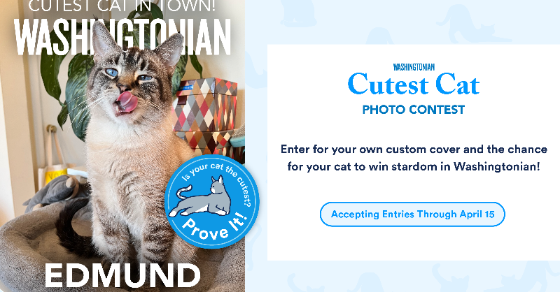 washingtonian's tweet photo. Do you have an adorable feline friend you’re eager to show off? 

Submit a high-resolution photo of your cat or kitten to the magazine's Cutest Cat Photo Contest for a chance at stardom.
