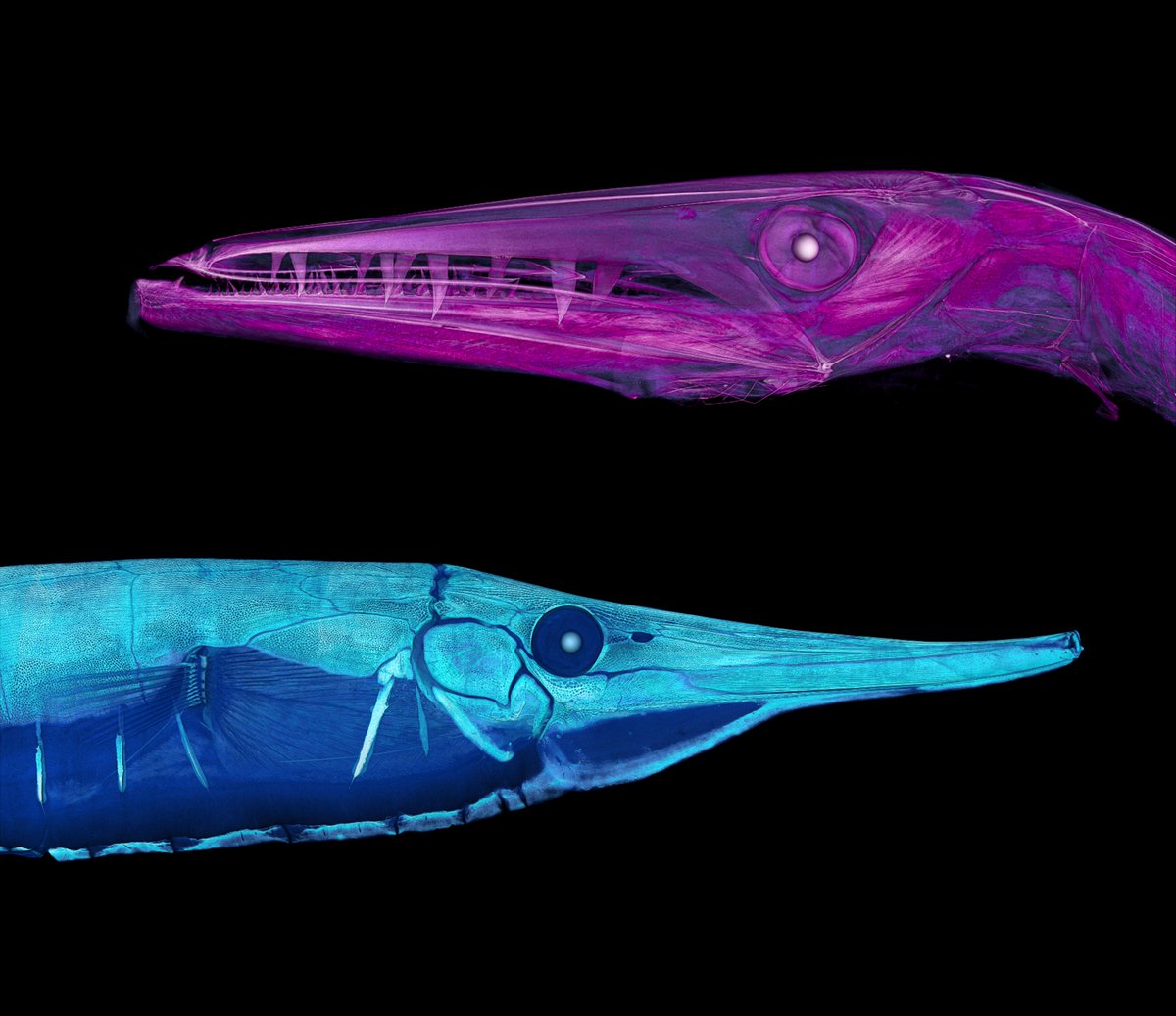 Museum collections are going digital. 📱 The collaborative #NSFfunded openVertebrate Thematic Collections Network 3D has imaged over 13,000 vertebrate specimens and has made them freely available online. bit.ly/3TFahDR #oVertTCN