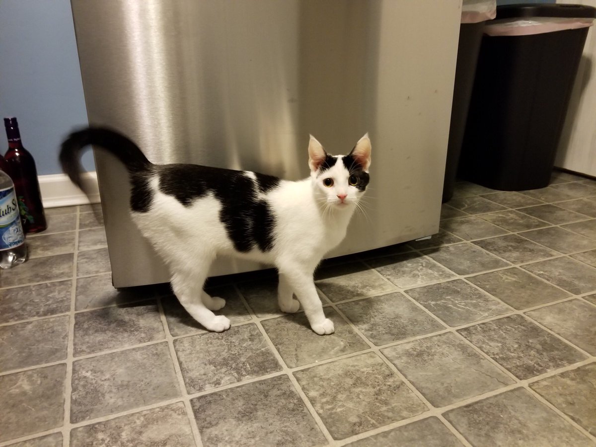 TeachPeachMath's tweet photo. @FlowerFancyPant That’s what happened to my cat when she was little. Her mother wouldn’t take of her. They actually look alike, Sprinkles!Good luck! 🐾💞🙏🐾💞🙏💞🙏 https://t.co/pETWg77AkF