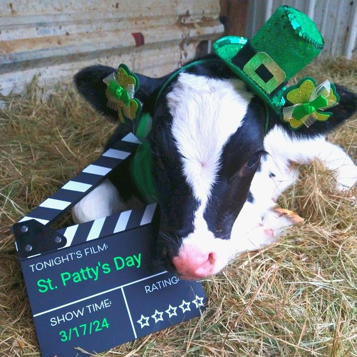 dfamilk's tweet photo. #ICYMI: Check out the cutest festive #StPatricksDay snaps one of our farm-owners sent that we shared on our Instagram page yesterday!

Don't miss any other on-the-farm photos, behind-the-scenes stories and other #DFAMilk content.

Follow us on IG now >> https://t.co/88zWEV8BlL. https://t.co/koXuhE3scn