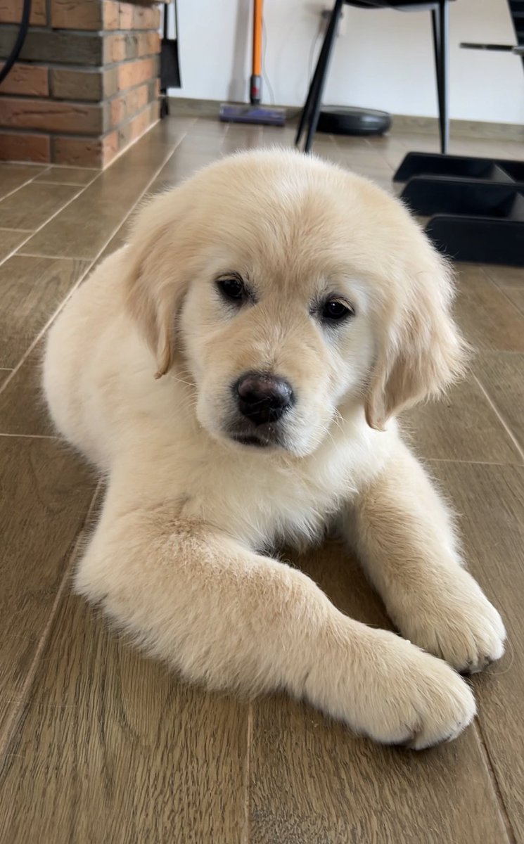 A___V's tweet photo. Я тут это, ищу семью для нашей самой сладкой булки. Ей богу буду реветь, когда будем отдавать. Но я вас уверяю, она самая сладкая из всего помета. https://t.co/ElwvaCbZkA