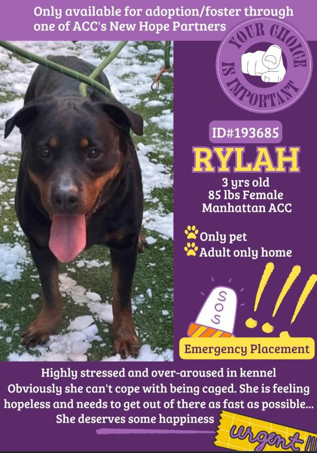 🆘️ NH Only Rylah💔 3y #Manhattan acc 🆘️ This girl was found abandoned in basement of building which had fire brought in by police after they pepper sprayed her in eyes 🤬 Very stressed at shelter h8s her cage needs out urgently Dm @CathyPolicky #FostersSaveLives #Pledge 🙏🙏