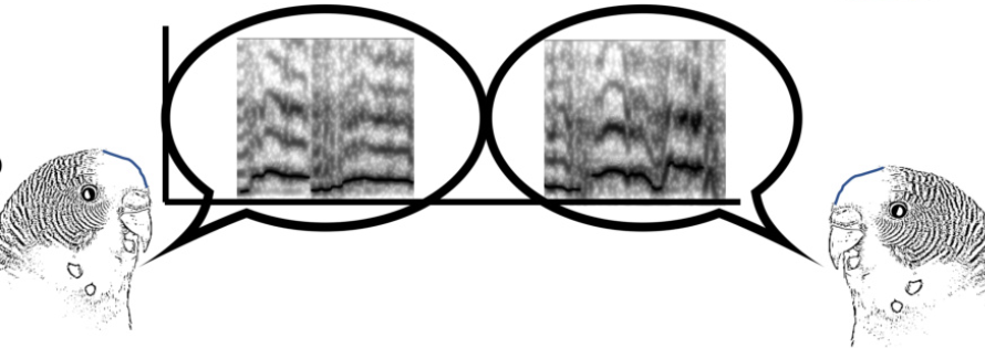 Looking for a PhD position and have a background in machine learning and/or (audio) signal processing? Interested in whether other animals might have something akin to language? Join our team: oeaw.ac.at/fileadmin/subs…