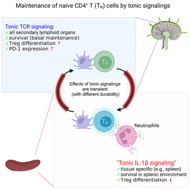 Waggoner Lab (@labwaggoner) on Twitter photo IL-1β signals reversibly affect naive T cell phenotypes, with enriched neutrophil derived IL-1β in spleen reducing the differentiation regulatory T cells <a href="/CellReports/">Cell Reports</a>
cell.com/cell-reports/f⦠IL-1β signals reversibly affect naive T cell phenotypes, with enriched neutrophil derived IL-1β in spleen reducing the differentiation regulatory T cells <a href="/CellReports/">Cell Reports</a>
cell.com/cell-reports/fā¦