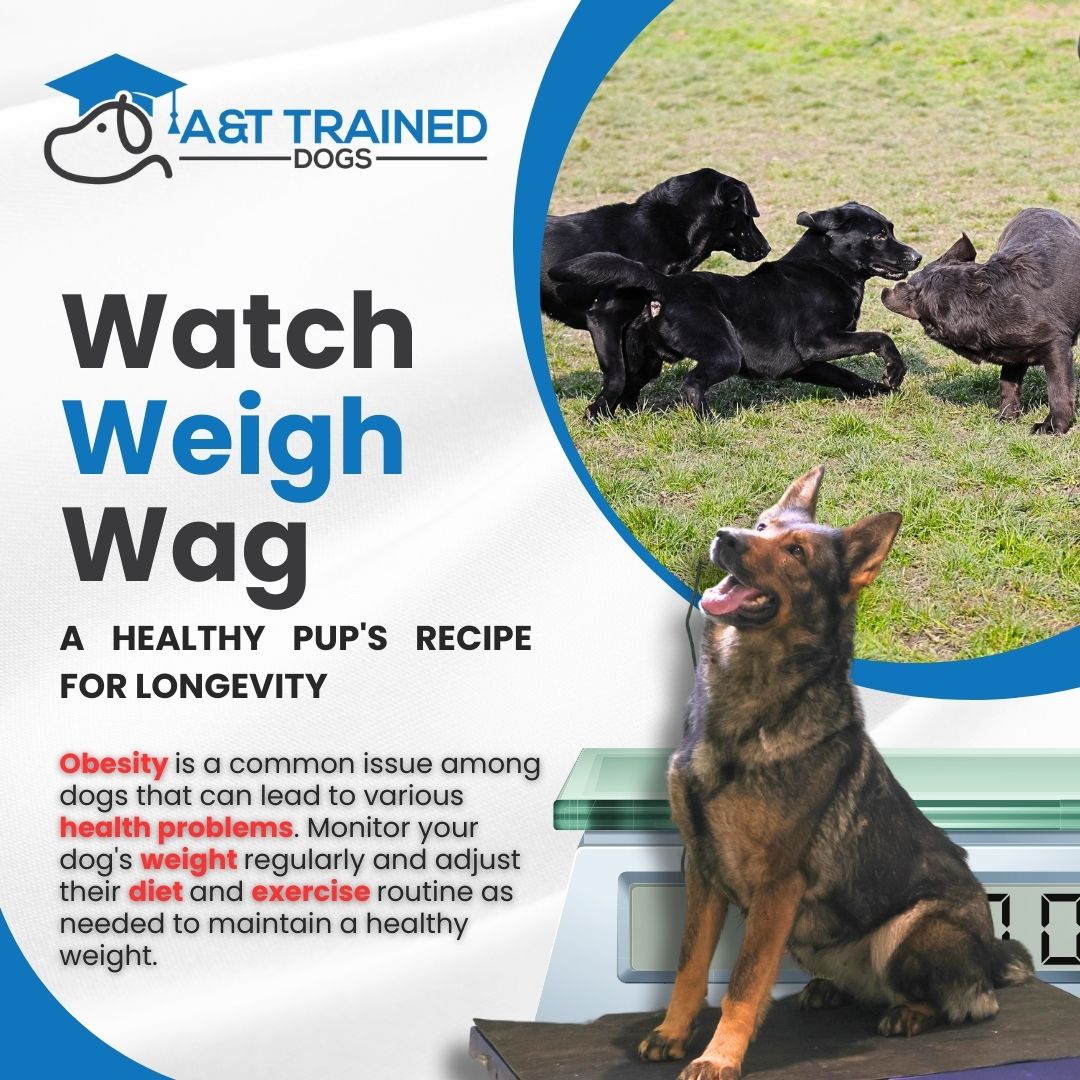 at_traineddogs's tweet image. 🐾 Keep your pup in top shape with these simple steps! Watch their diet closely, ensuring balanced meals tailored to their needs. Combine with regular exercise and weight checks to prevent health issues and keep that tail wagging! 🍽️🏃‍♂️💖 #HealthyPup #DogWellness #ATTrainedDogs