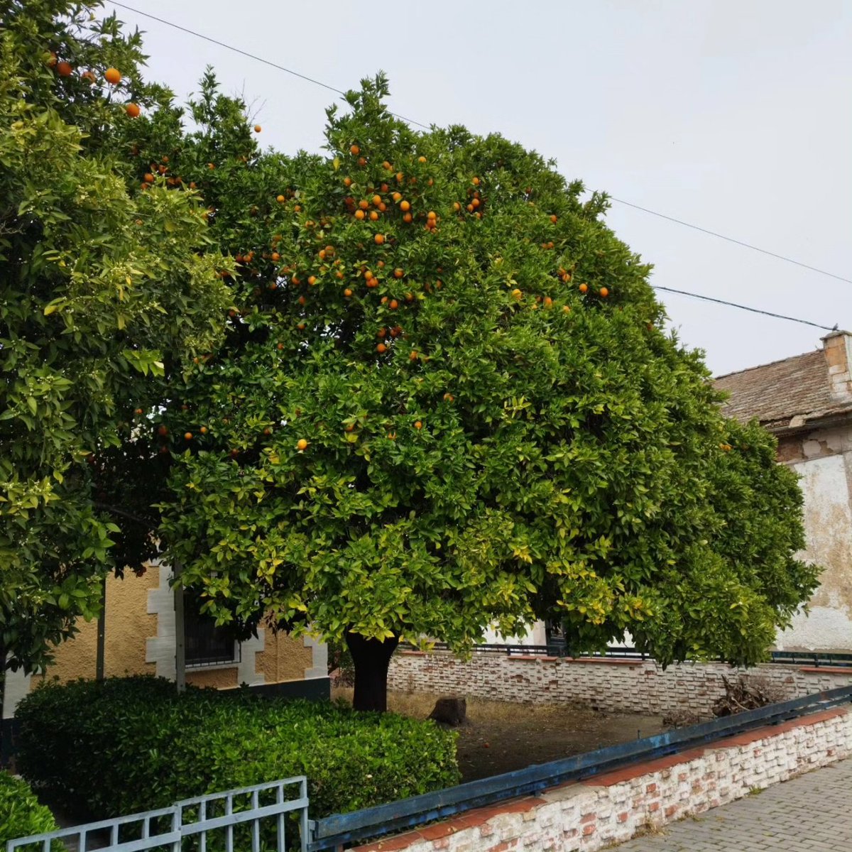 arboles_magicos's tweet photo. Con lo precioso que es un naranjo en su porte natural... 💚🌿🍊 https://t.co/wie81fypAI