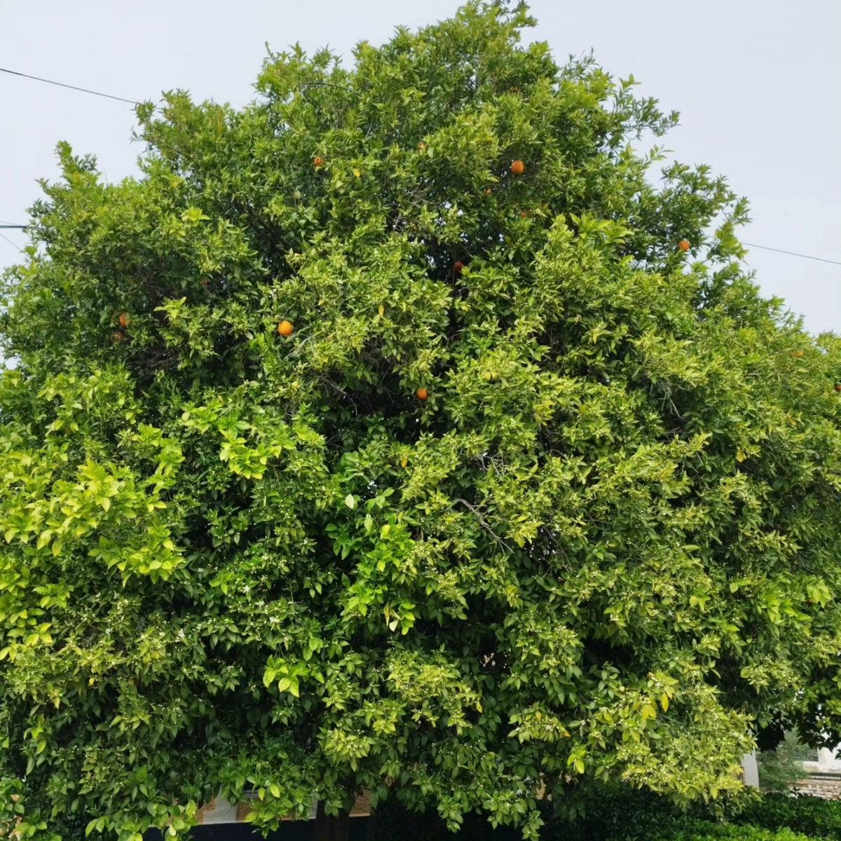 arboles_magicos's tweet photo. Con lo precioso que es un naranjo en su porte natural... 💚🌿🍊 https://t.co/wie81fypAI
