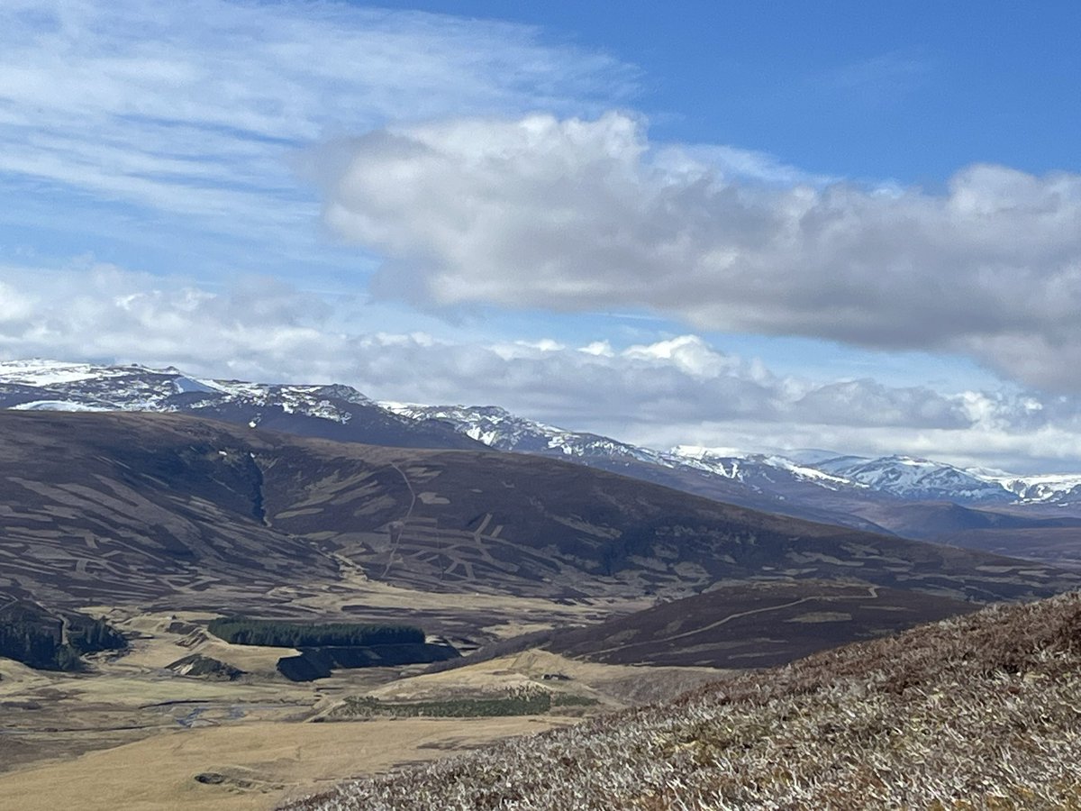 Highlight of today’s walk was my first sighting of a mountain hare close to the summit of Càrn Ealasaid