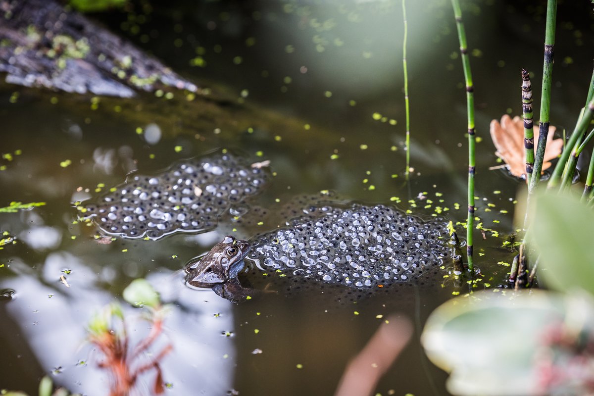 First Light Photo tweet media