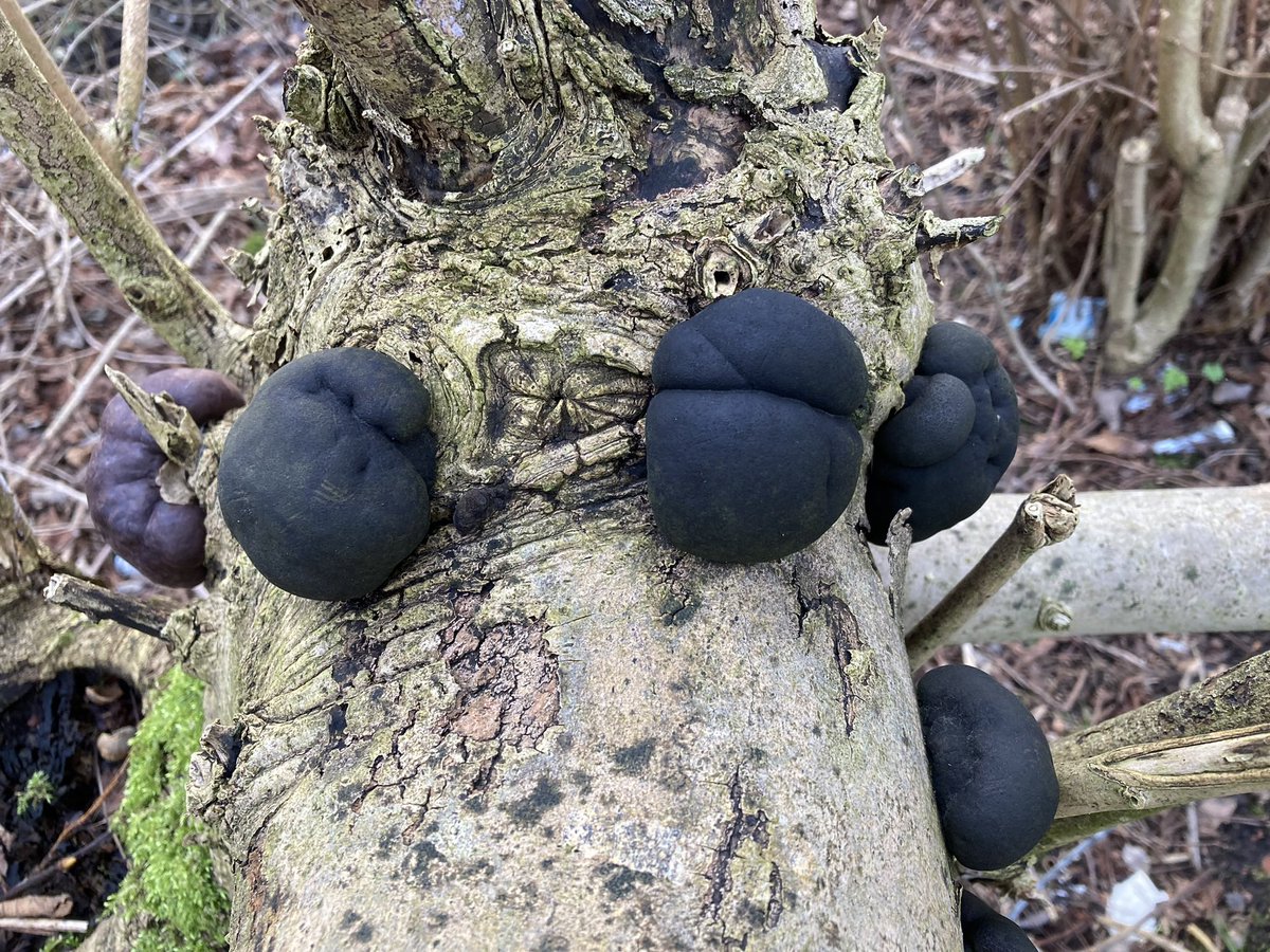 Wallsend Wildlife tweet media