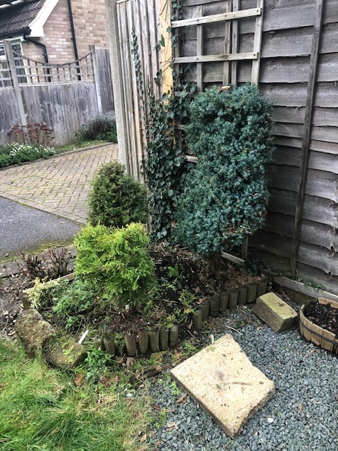 AnneBrookeBooks's tweet photo. Our mini pine tree area was an overgrown mess on Saturday and was making me feel really stressed out, but today it's got a brand new haircut and I'm a lot happier with it! #pinetum #pinetrees #gardening https://t.co/f01vQL6wtx