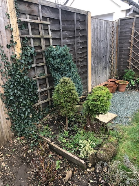 AnneBrookeBooks's tweet photo. Our mini pine tree area was an overgrown mess on Saturday and was making me feel really stressed out, but today it's got a brand new haircut and I'm a lot happier with it! #pinetum #pinetrees #gardening https://t.co/f01vQL6wtx