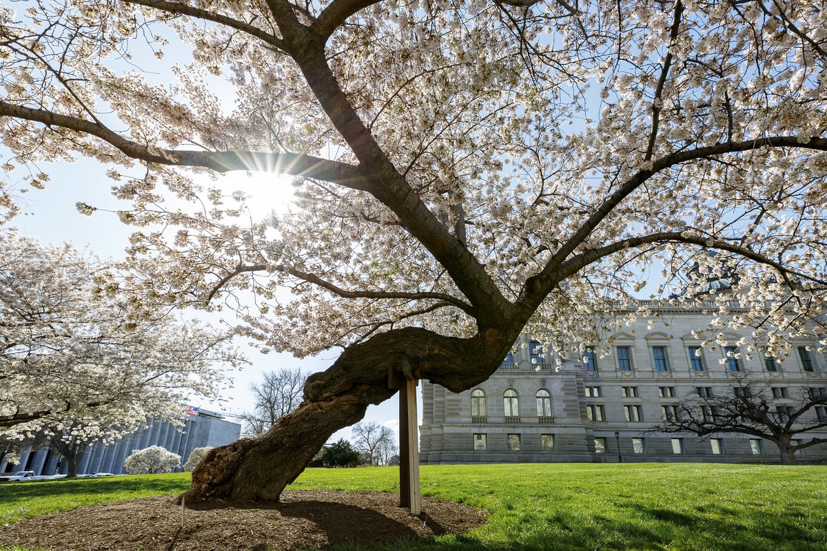 Happy peak bloom! 🌸🌸🌸 Genetic testing in the 90s confirmed that TWO cherry trees on Library grounds — including the one pictured, which needs a 'cane' but still blooms beautifully — are originals from the 1912 gift to Washington from Japan. Quite amazing considering that