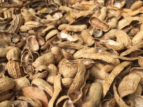 Groundnut shell treats 🌿depression 🌿diabetes 🌿amnesia 🌿high cholesterol 🌿hypertension 🌿PCOS 🌿stroke 🌿poor vision 🌿low immunity Boil fresh shells in water for 20mins. Sieve and drink a teacup twice daily. Nature heals. #BackToEden