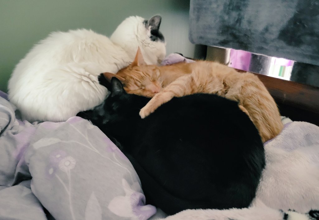 DapperlyCats's tweet photo. Join the #cuddlepuddle with Watson, Twig, and Gingham ♡

#dapcats https://t.co/tU9zpm5YrR