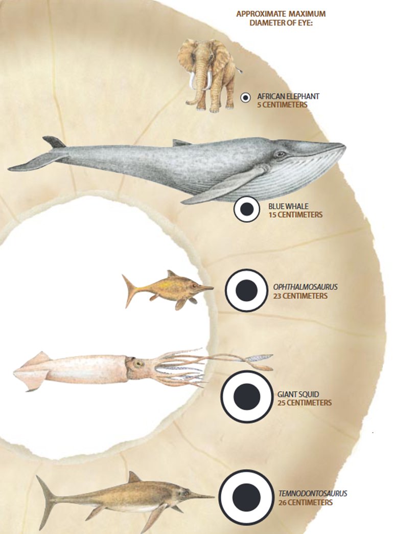 Did you know that Temnodontosaurus, the famed Ichthyosaurus discovered by Joseph and Mary Anning, had the largest eyes of any known animal - ever? At a record-breaking size of 26 centimetres! But why did it need such giant eyeballs? 🧵