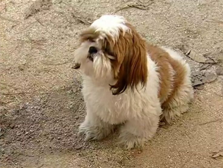 대장금에도 나옴