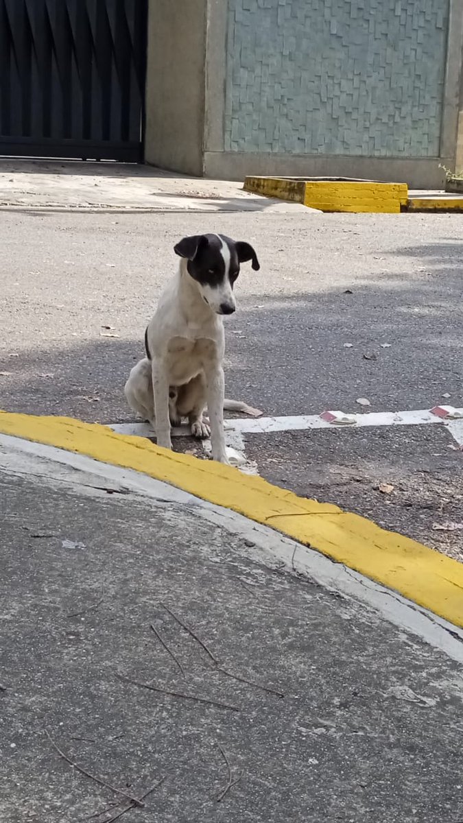 PerroUsuario's tweet photo. Puede estar EXTRAVIADO a Abandonado. NO hay número de contacto
Reportan a este perrito que anda por la iglesia nuestra Sra del Pilar Santa Fe -Baruta https://t.co/fDDGsUeYk5