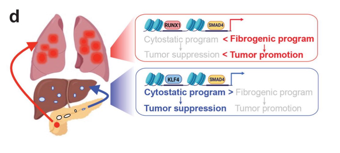 New preprint from @LoweLabMSKCC showing how the interplay between canonical genomic alterations like SMAD4 loss & tissue resident epigenomic drivers (KLF4, RUNX1) impacts tissue specific metastatic behavior (liver versus lung). biorxiv.org/content/10.110… @dana_peer @ciacobu