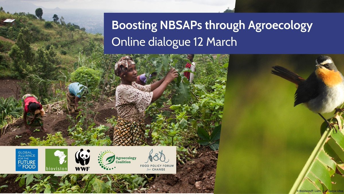 Webinar insights: Agroecology can enrich #NBSAPs by bolstering #biodiversity. A cross-country initiative aiming to weave #foodsystems, paving the way for sustainable practices: agroecology-pool.org/national-biodi…