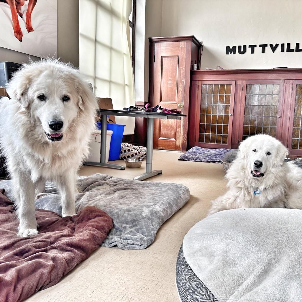 Muttville's tweet image. They had an elderly guardian who moved to assisted living. 😞 These two were loved and cherished. Just Look At Them! #Availablesoon at muttville.org